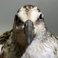 Jun Hosoya (@gorge266) 's Twitter Profile Photo Jun Hosoya (@gorge266) 's Twitter Profile Photo