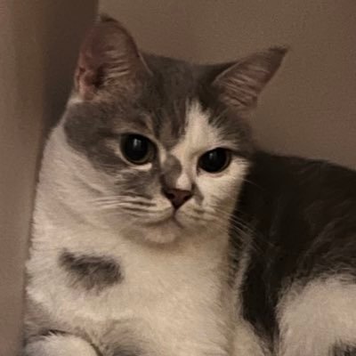 fsufapp's profile picture. 