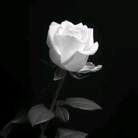 Gh (@ghadaal31705081) 's Twitter Profile Photo Gh (@ghadaal31705081) 's Twitter Profile Photo