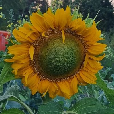 SusaSilta's profile picture. 