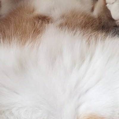 mikken1125's profile picture. エペ Switch勢
メメントモリw109