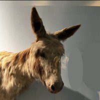 Not a donkey (@falloffsighgone) 's Twitter Profile Photo Not a donkey (@falloffsighgone) 's Twitter Profile Photo