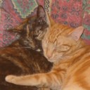 Jane Dickinson - @janedic - Twitter