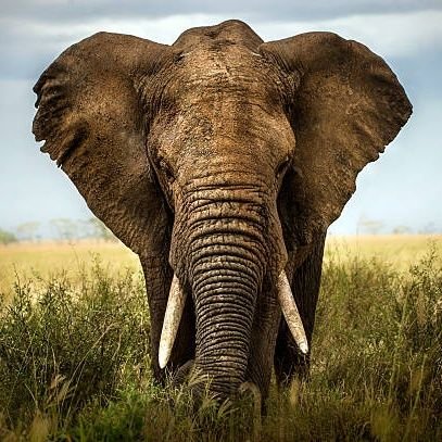 roccozola182's profile picture. Wildlife consultant