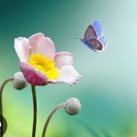Hatice Akca (@haticea07398715) Twitter profile photo