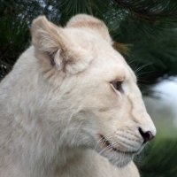 LIONESS OF YAHWEH (@lionessofyahweh) 's Twitter Profile Photo LIONESS OF YAHWEH (@lionessofyahweh) 's Twitter Profile Photo