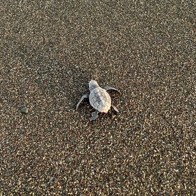 dashionalist's profile picture. hateful favoritist