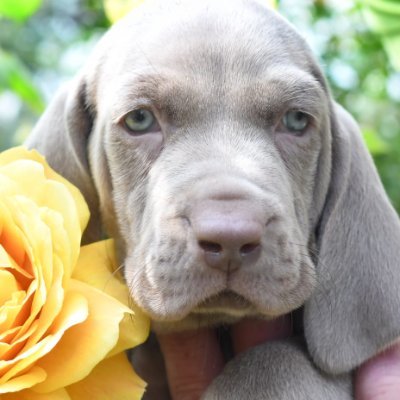 jeroen_verdult's profile picture. preorder for only 49.99 now! (didn't start writing yet...)