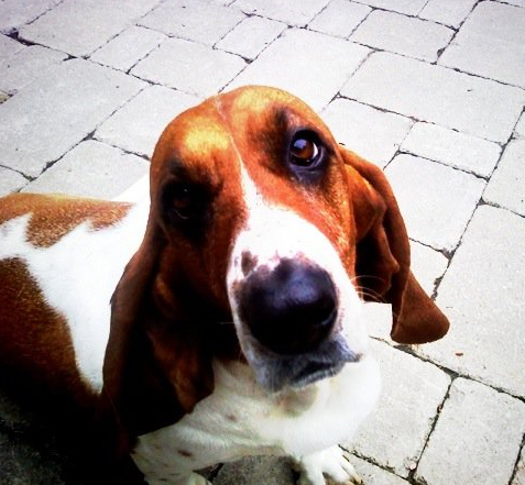 Bailey_Basset's profile picture. Just a middle age B Hound trying to make my way. Don't ask me if I'm a boy or a girl.
