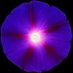 Lightness Meditation (@lightnessmed) Twitter profile photo Lightness Meditation (@lightnessmed) Twitter profile photo