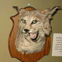 Bobcat (@gooodolebobcat) 's Twitter Profile