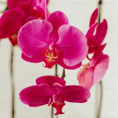 esther_jo_'s profile picture. 