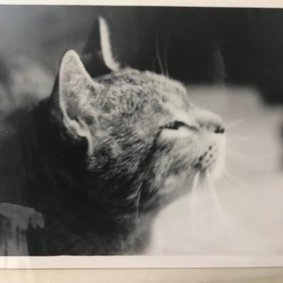 baranohanahaka's profile picture. 戦争反対 Twitterにもどして