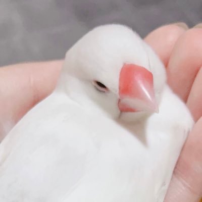 ツナ缶さんのプロフィール画像