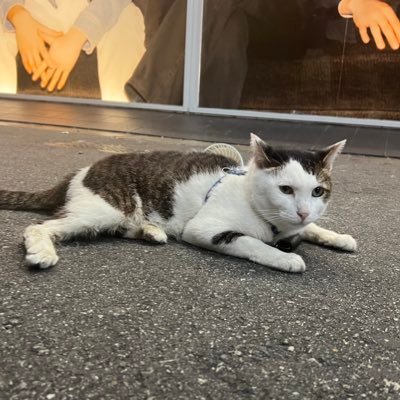 kochoka666's profile picture. Chinese