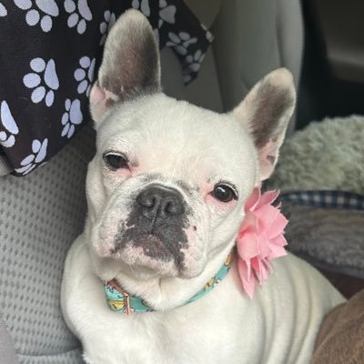 pippamouse's profile picture. Unapologetic