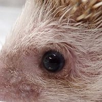 レイ (@kxzr6jakba7xgb2) 's Twitter Profile