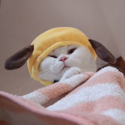 ꒰•◡̎•꒱โมจิเกี๊ยวน้ำ •᷄ ɞ •᷅さんのプロフィール画像