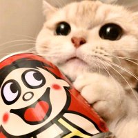 咚咚不烧 (@dongdongbusao) 's Twitter Profile