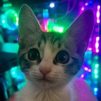 れびび (@reviviart) 's Twitter Profile
