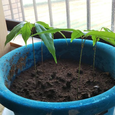 zusasa003's profile picture. 最近、あおぎり高校の箱推しになったものです。最推し:音霊魂子様。
無言フォロー失礼します。