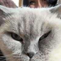 cataddictgooner (@goddesspig7) 's Twitter Profile