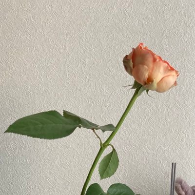 inukawaisugiee's profile picture. 