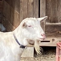 トモロ (@wingpom) Twitter profile photo