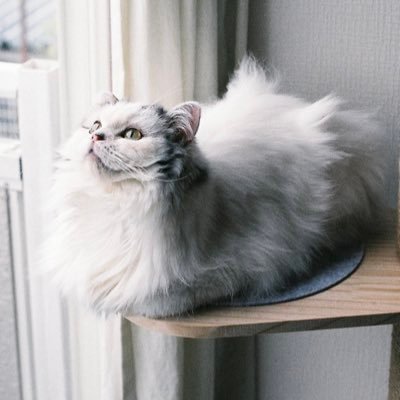 猫記録。 名前はトロ/足長ミヌエット/ ♂ / どうぞお手やわやわらかに…🥩 【📖BRUTUS 1017号 トロ掲載中】/ SUZURI https://t.co/NGXPWRQBEb インスタ↓