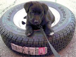 Tires/Wheels/Brakes/Suspension/Alignments.. we offer SHIPPING