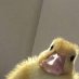 Mrducks3🔜PAXS2025 (@mrducks3p) Twitter profile photo Mrducks3🔜PAXS2025 (@mrducks3p) Twitter profile photo