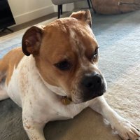 Troy Mclure (@joshhynes1) 's Twitter Profile