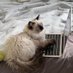 pusscat.de (@pusscat_de) Twitter profile photo pusscat.de (@pusscat_de) Twitter profile photo