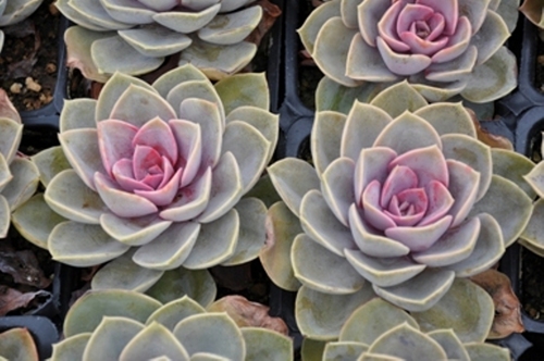 Wholesale bedding plant growers specializing in seasonal color and over 100 varieties of succulents. San Diego, Orange County, Los Angeles.