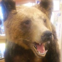 たっちー (@higumarket) 's Twitter Profile