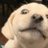 ALuckyPuppy's profile image