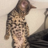 KayFlock.FxckCrypto (@cryptonorman75) 's Twitter Profile