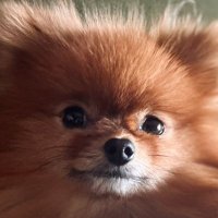 AIポメラニアン (@ai_asukachan) 's Twitter Profile Photo AIポメラニアン (@ai_asukachan) 's Twitter Profile Photo