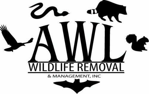 AWL Wildlife Removal