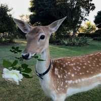 Rofida ✨ (@rofidaatef74) 's Twitter Profile