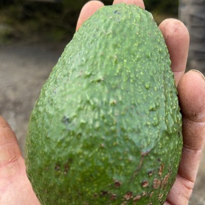 I’m just a regular guy from Australia 🇦🇺 that sells avocados after work. I work as posi trek operator for a local home builder.