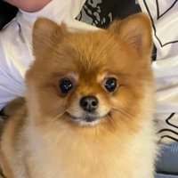 ルカ (@qahpveeeeg59016) 's Twitter Profile
