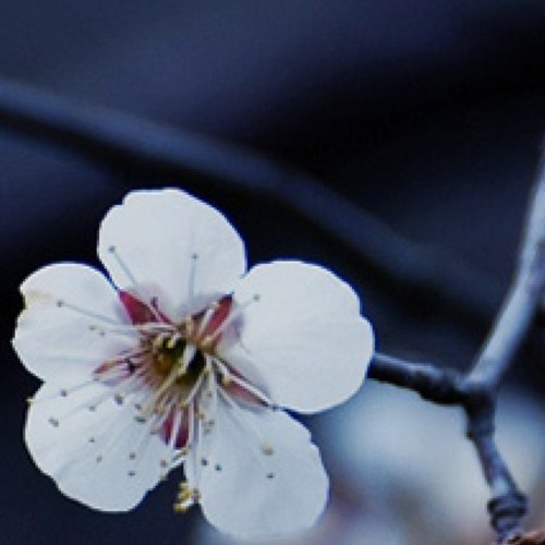 RandaBakhsh's profile picture. 