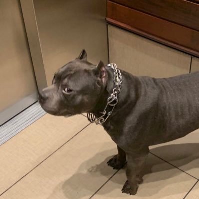 KlngSIatt's profile picture. Big slatt 🫡