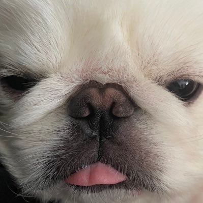 しらたま@ペキニーズ (@shiratama_peki) / Posts / X