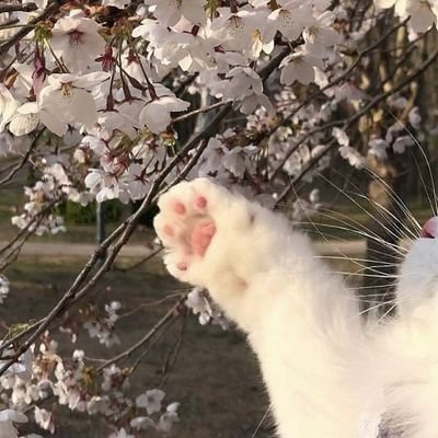 Chocolateさんのプロフィール画像