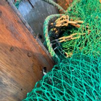 Fish in the Bay Blog (@fishnbayblog) 's Twitter Profile Photo Fish in the Bay Blog (@fishnbayblog) 's Twitter Profile Photo