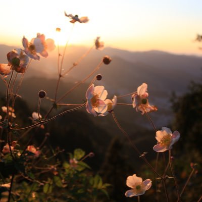 Akiyamatakesh's profile picture. 不知我等是愚是勇，唯知一路向前奔驰