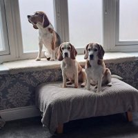 Fran, Rodders & Fern (@rodney_franny) 's Twitter Profile Photo