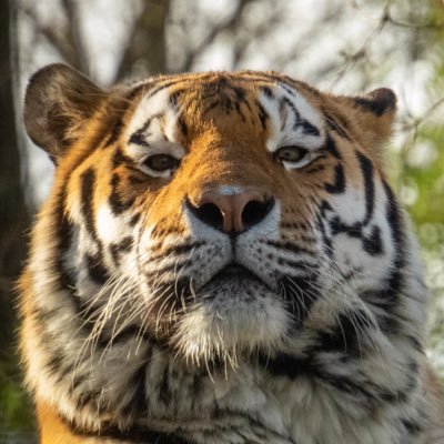 TigerMonologues's profile picture. The real @Kit_the_Tiger